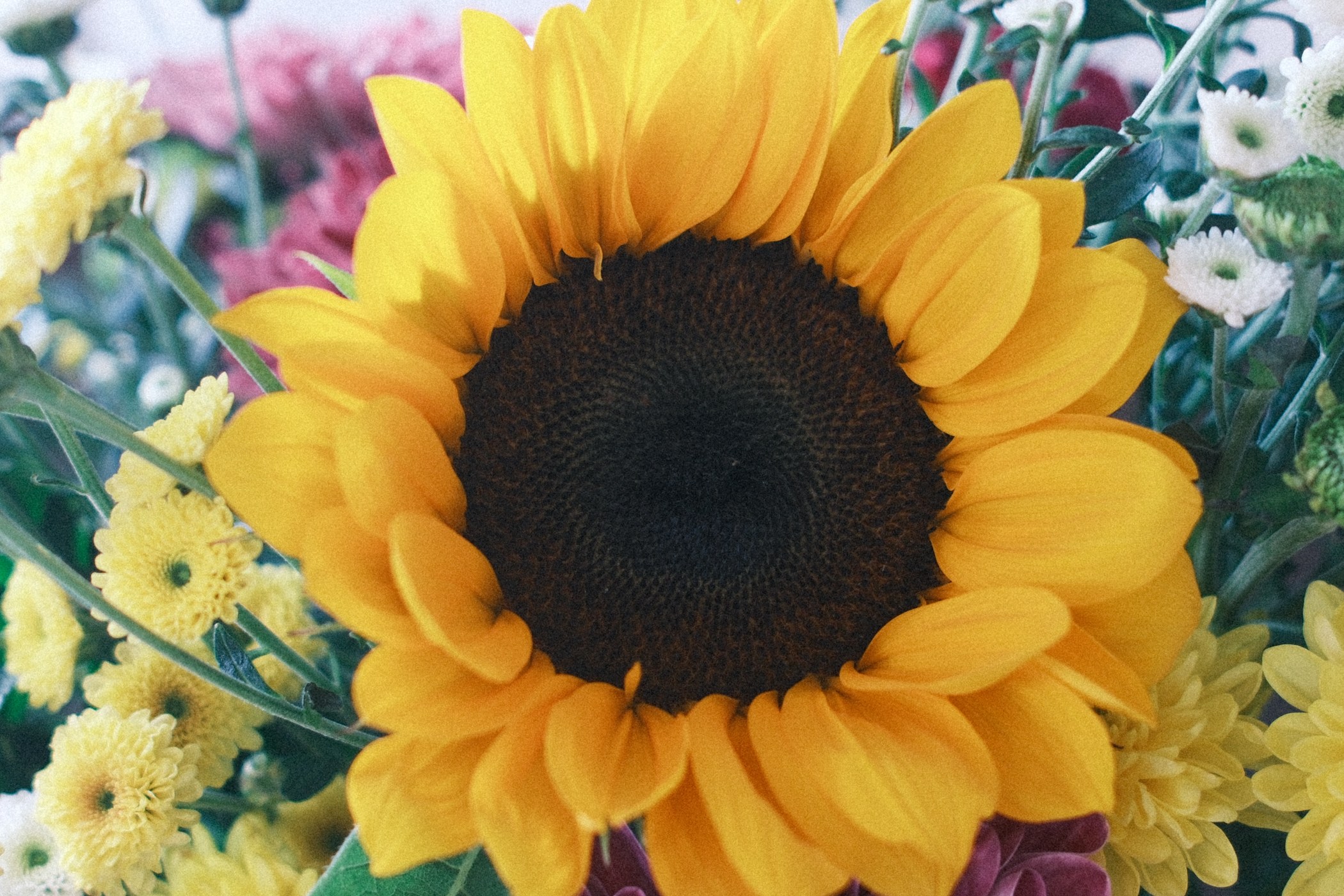 A sunflower in close-up, its dark center in sharp focus with petals from other flowers blurred around it.