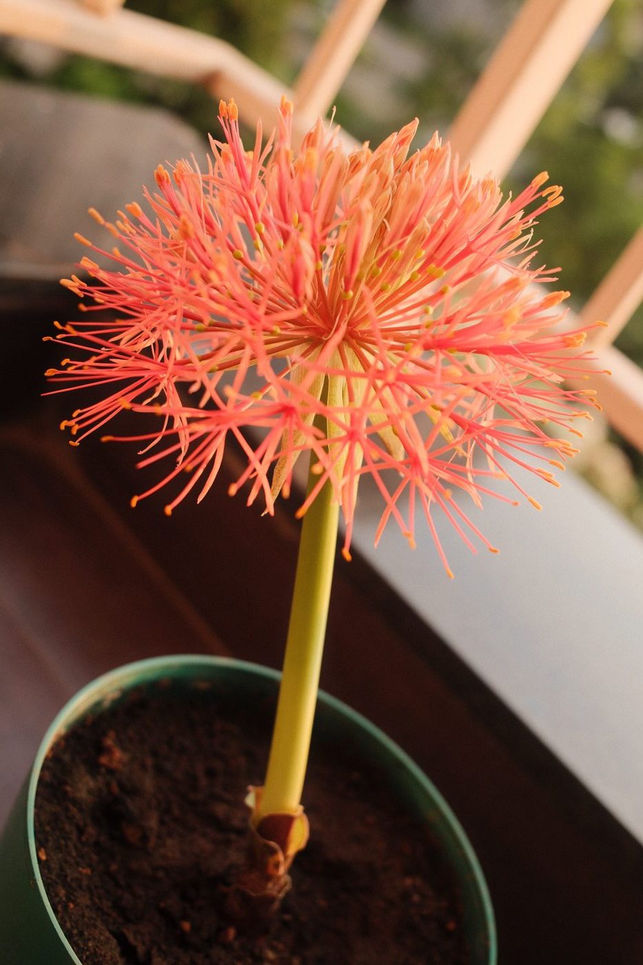 Football Lily, photo 2 of 3